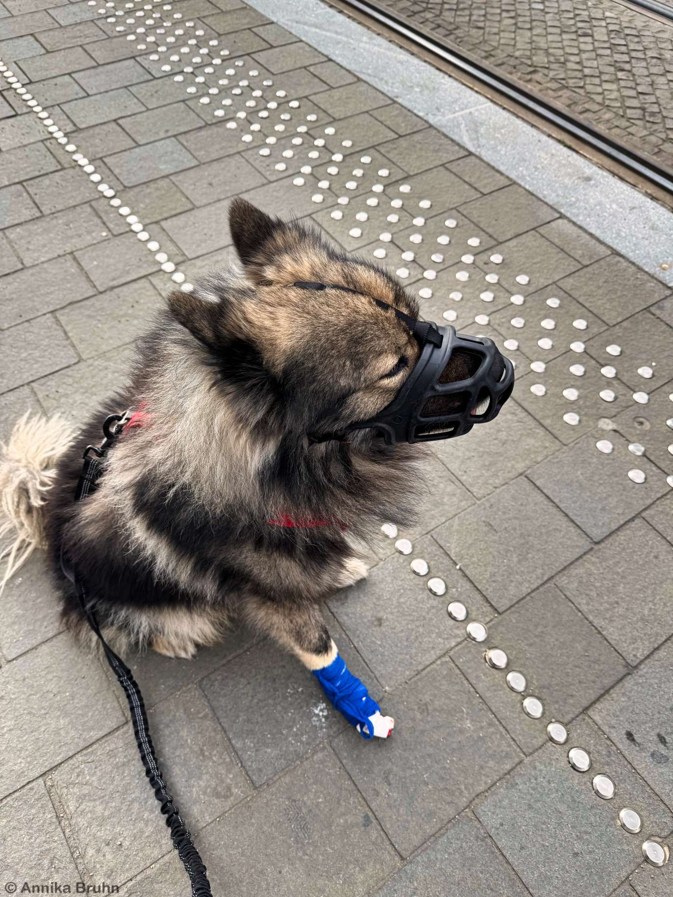 Q hat eine Verletzung an der Pfote